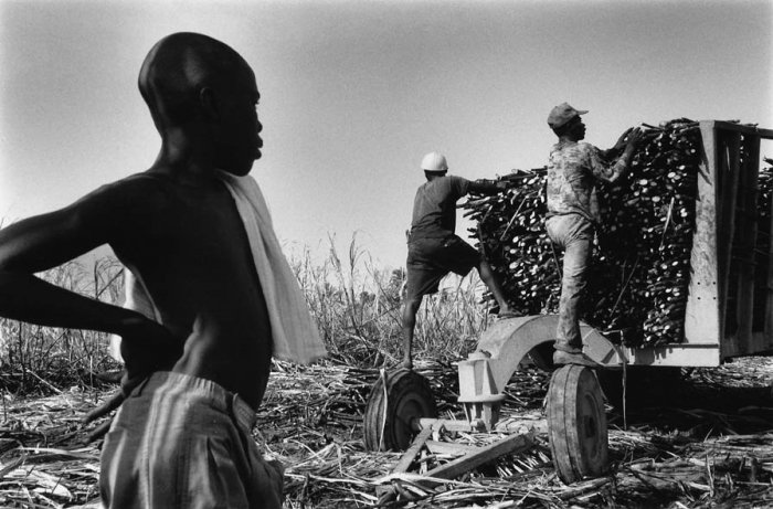 Dominican Republic - Sugar Cane Harvest - Batey 3
